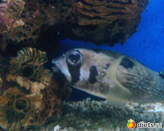 2 ����: �����