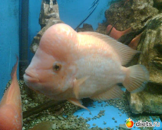 3 ����: �����