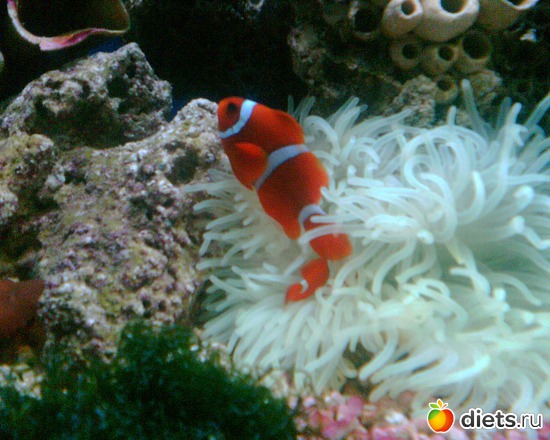 4 ����: �����