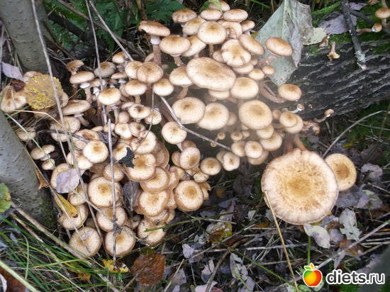 119 фото: У меня в садочке.