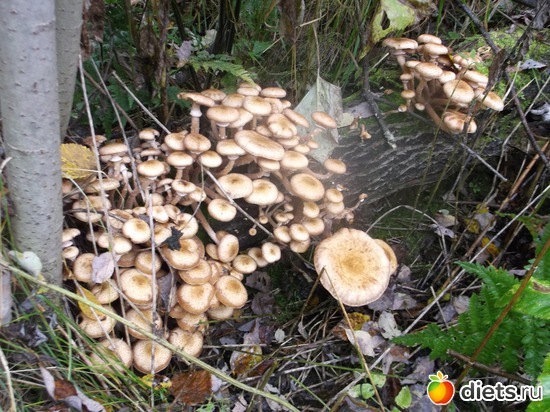 опята, альбом: У меня в садочке.