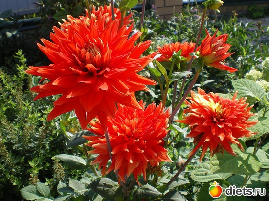 ��������� ����), ������: ������)))