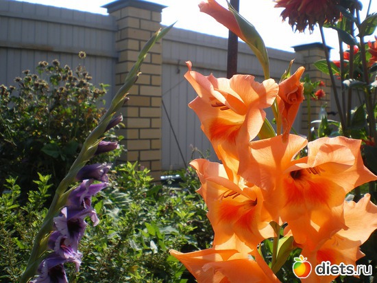 5 ����: ������)))