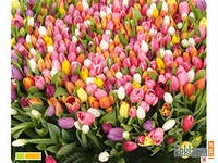 ��� ��������