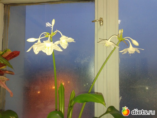 ��������, ������: ����� ��������� ����-����