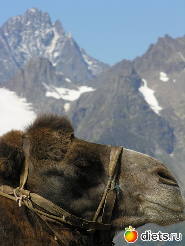 29 ����: ������