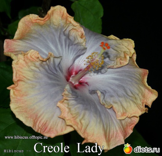 086 - Creole Lady, : My Gibiskus Gallery - 2O13