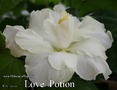 087 - Love Potion
