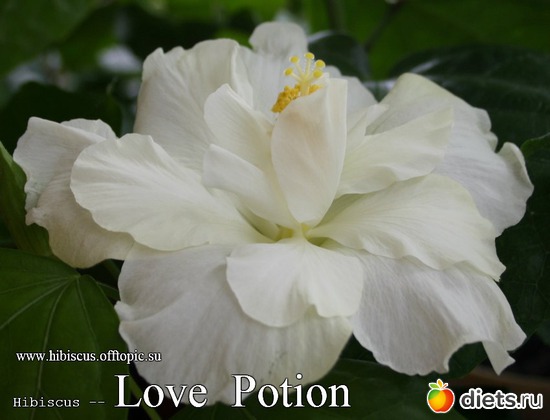 087 - Love Potion, : My Gibiskus Gallery - 2O13