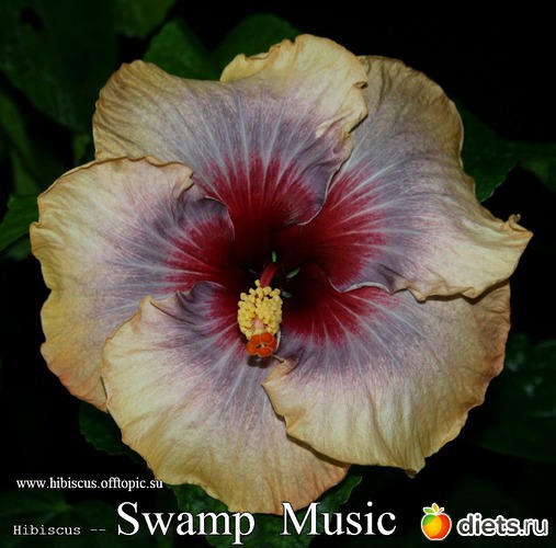 088 - Swamp Music, альбом: My Gibiskus Gallery - 2O13