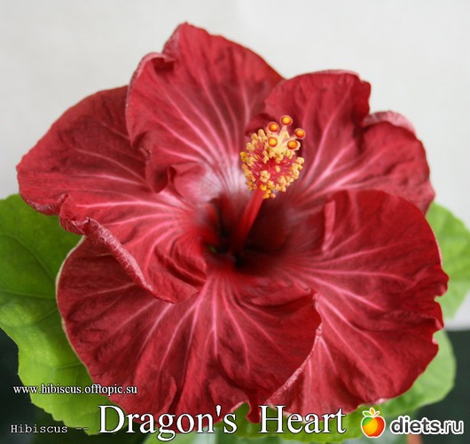 089 - Dragon's Heart, : My Gibiskus Gallery - 2O13