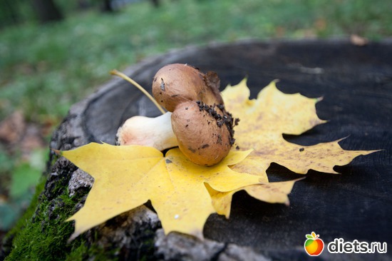 Canon 1000D + Sigma 10-20/3.5, альбом: Конкурс тематическое фото "Золотая осень" Макро