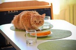 Кошачьи правила питания