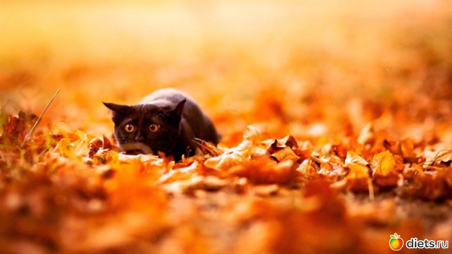 2 ����: ����