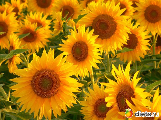 23 ����: ����