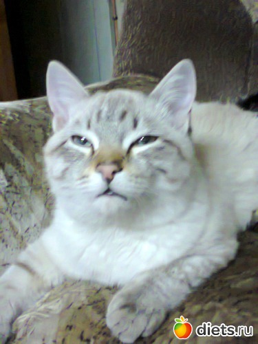 39 ����: �����