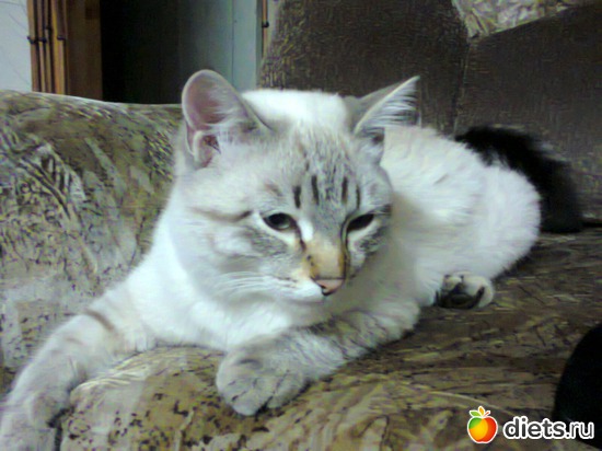 40 ����: �����