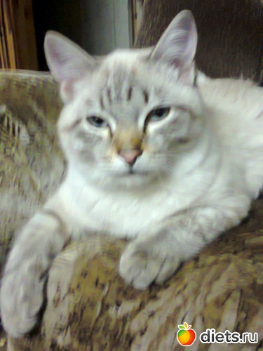 41 ����: �����