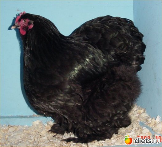 ��������� ����