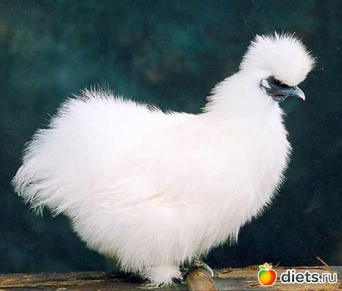 ��������� ����