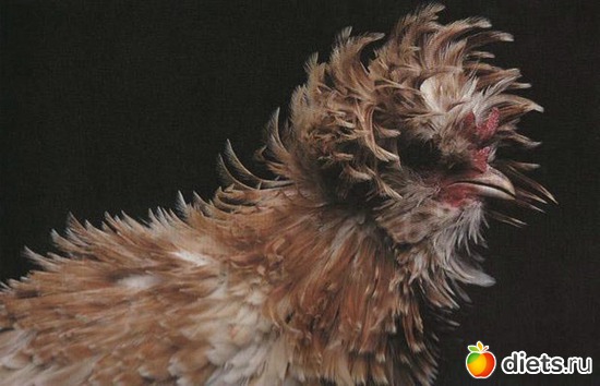 12 ����: ��������� ����