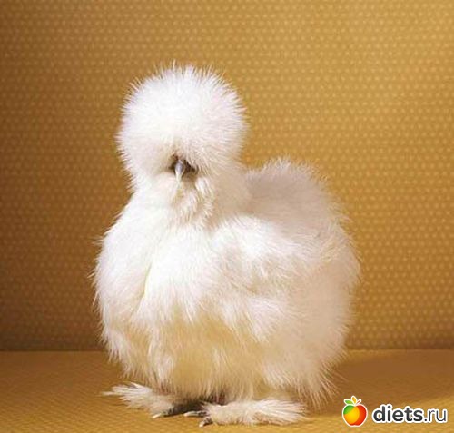 ��������� ����