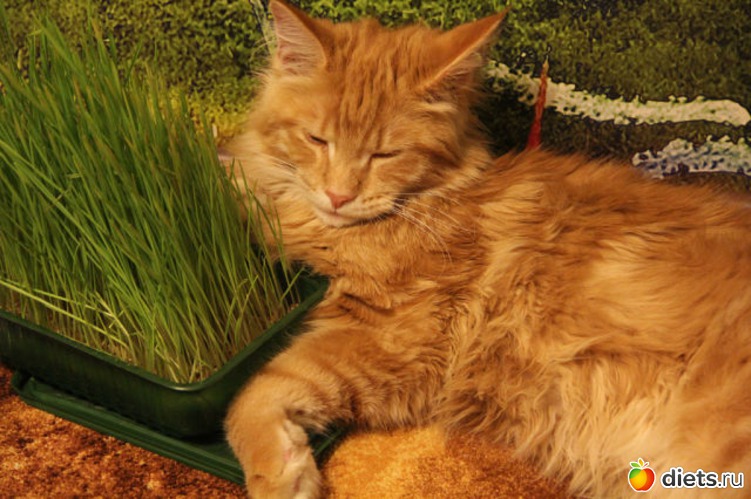 8 фото: Мои Кунятки )