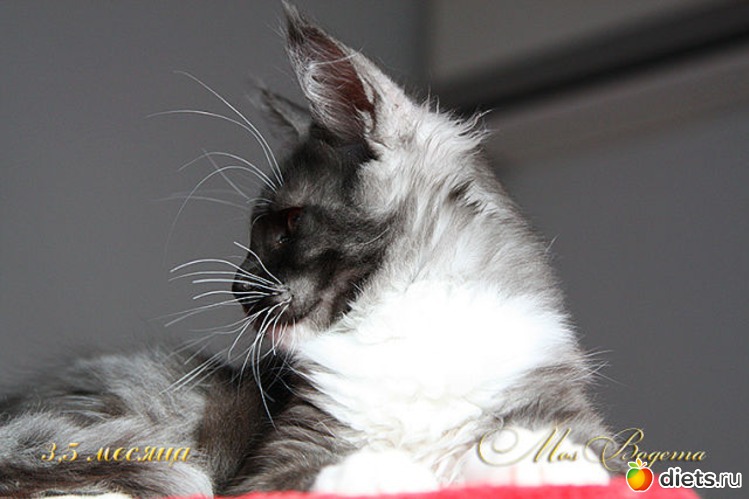 9 фото: Мои Кунятки )