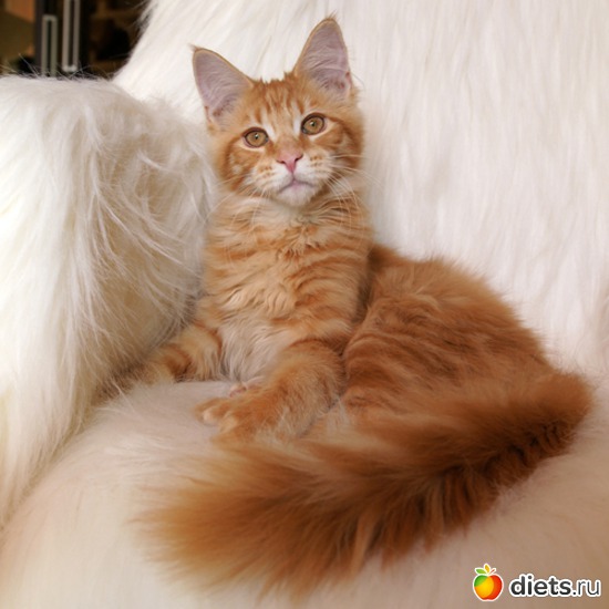 1 фото: Мои Кунятки )