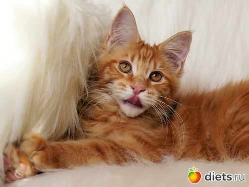 Мои Кунятки )