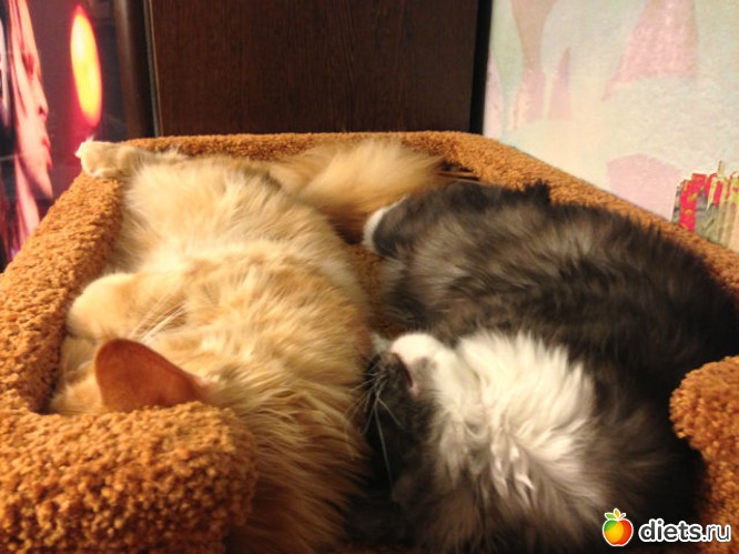 4 фото: Мои Кунятки )