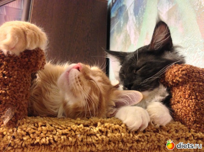 5 фото: Мои Кунятки )