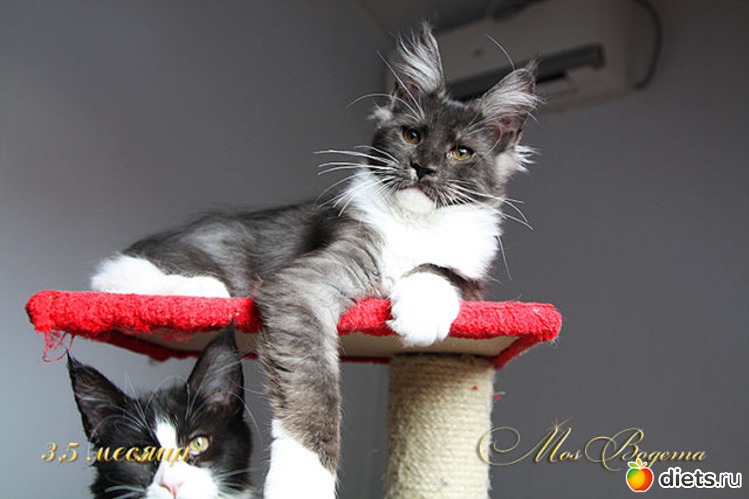 6 фото: Мои Кунятки )