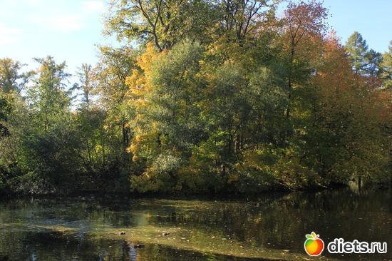 «Canon 550D efs 18-55», альбом: Конкурс тематическое фото "Золотая осень" Пейзаж