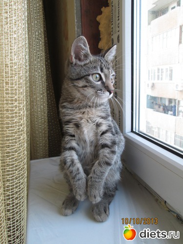 Вот такие вон у нас лапки, альбом: Кашкай Котовский