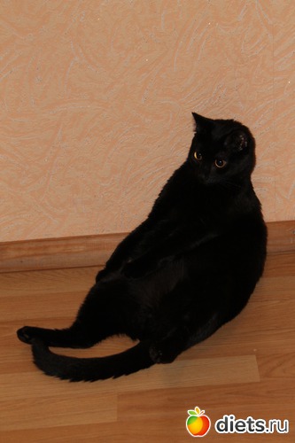 ����� ����� �����))), ������: ������