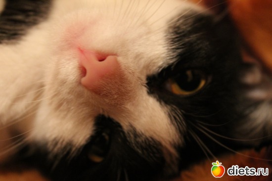 ������ (�����), ������: ������