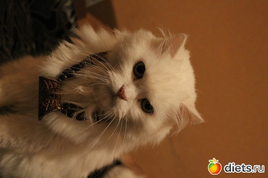 ��� �����, ������: ������