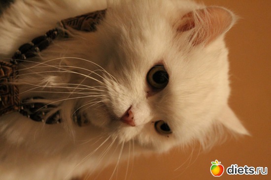 ��� �����, ������: ������