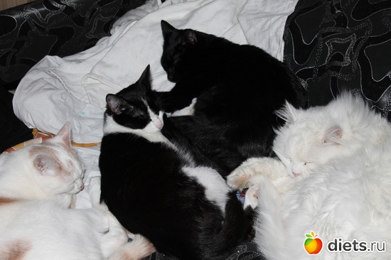 ���, ������: ������