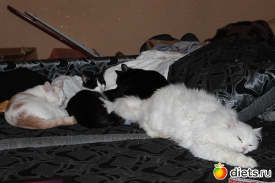 ��� ��������, ��� �� �� �� �� �����, ��������� �������, �� ���� � �����), ������: ������