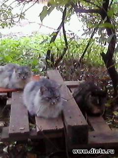 Два брата близнецы и сестра - наши дворняжки