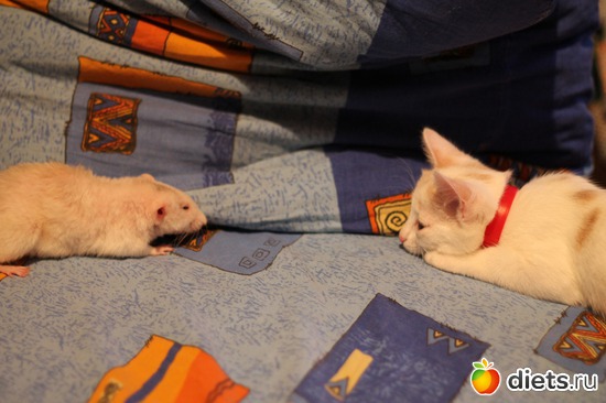 8 ����: ������