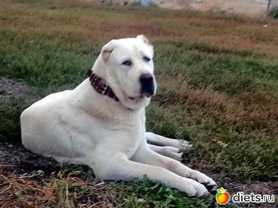 ��� �����, ������: �� ��� �� ���:)