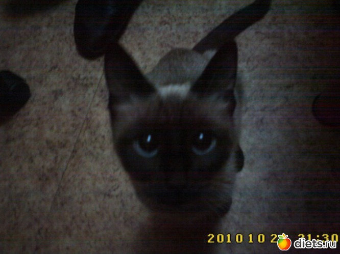 2 фото: кошака