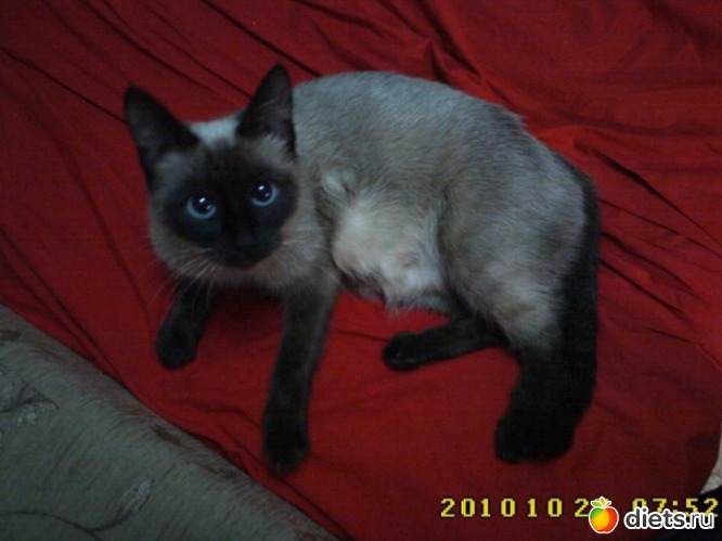 3 фото: кошака