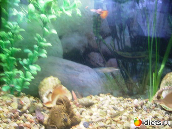 34 ����: ���