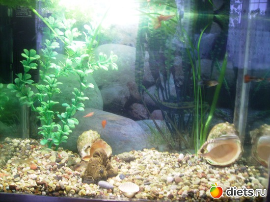 35 ����: ���