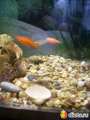 37 ����: ���