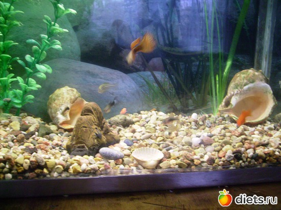 38 ����: ���